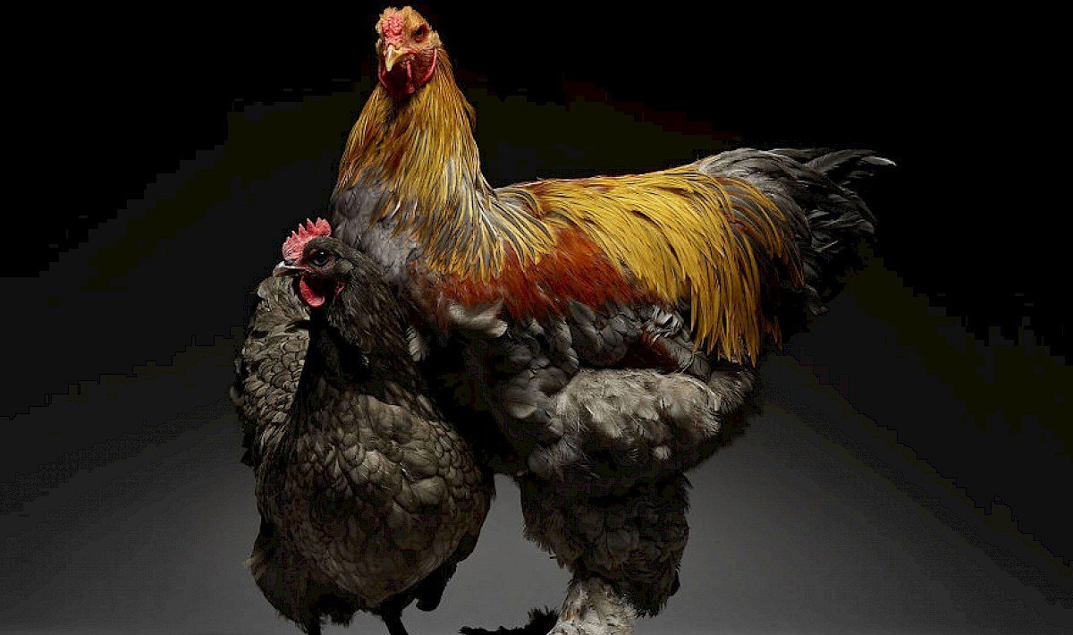 Монти Транчеллини куры