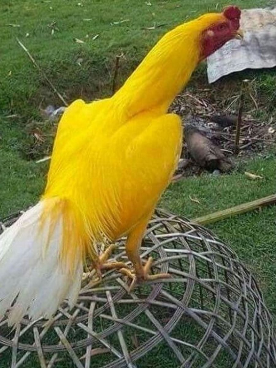 Толстый петух