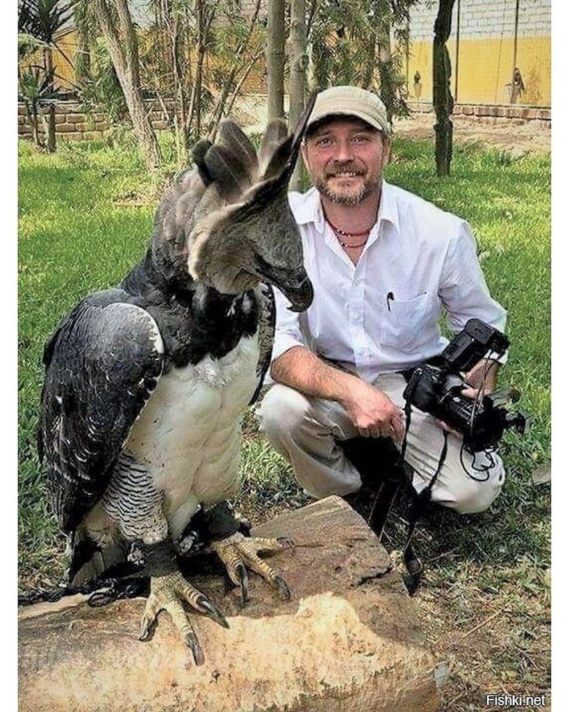 Борнейский павлиний фазан