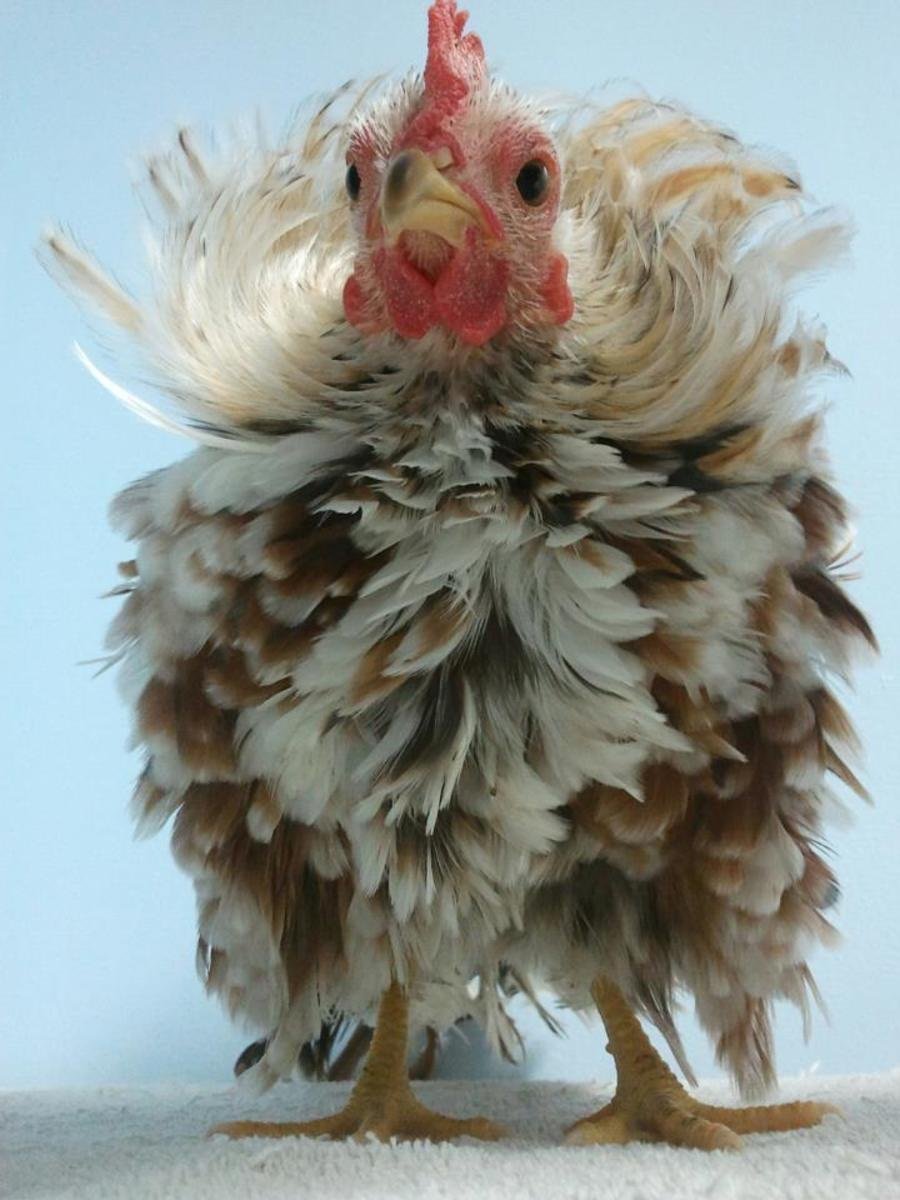 Гигантские куры