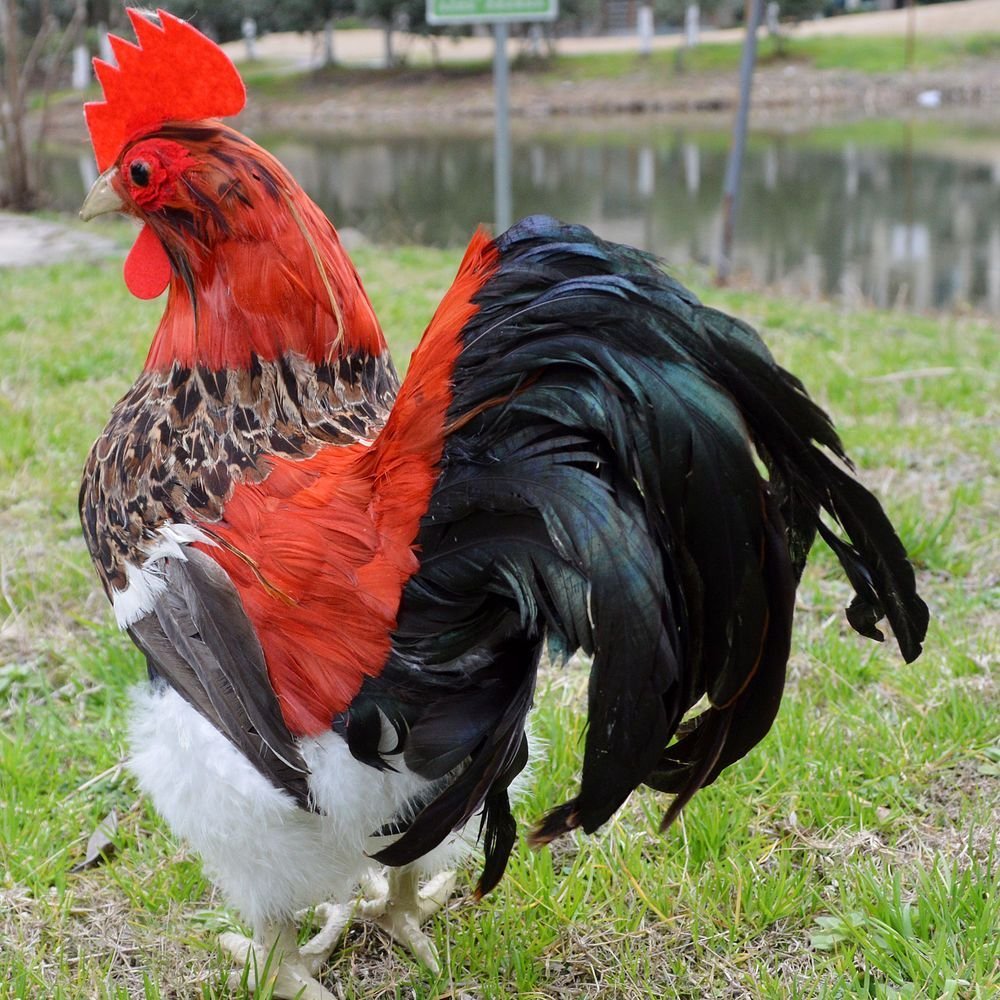 Петух американский Рустер