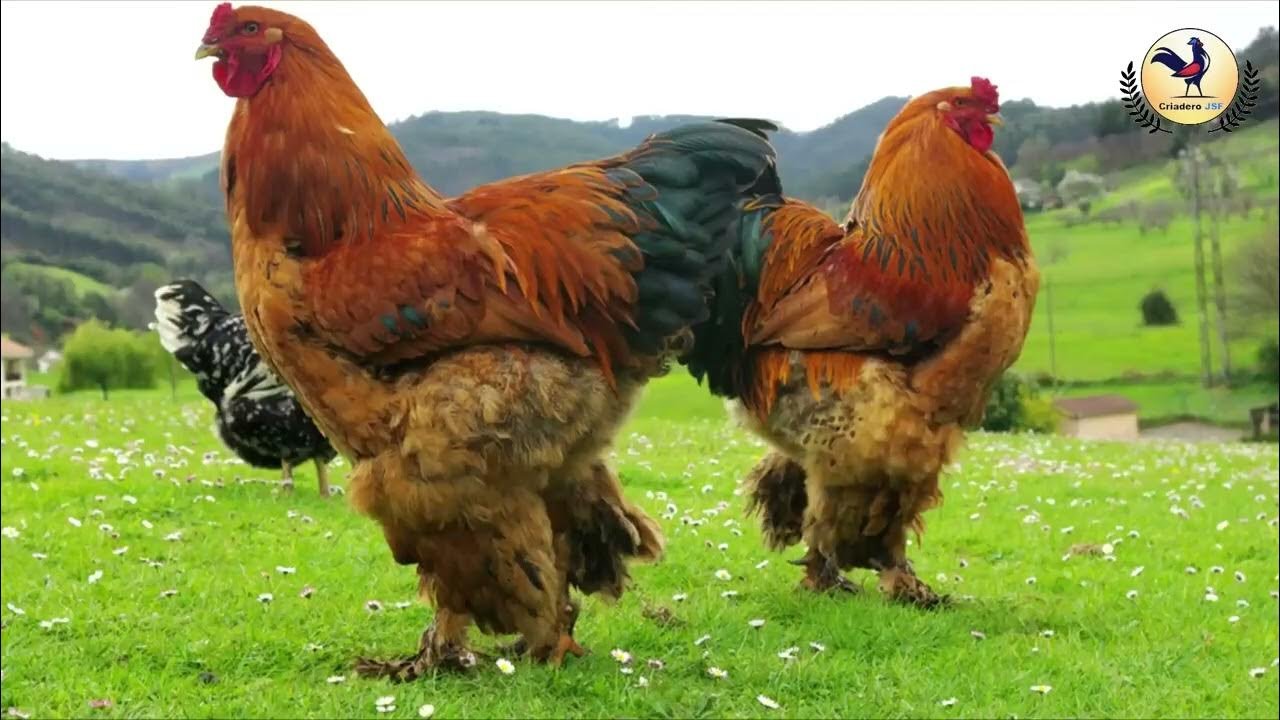 Микс порода кур. Красивые куры. Породы кур. Большая курица. Самая большая курица в мире.