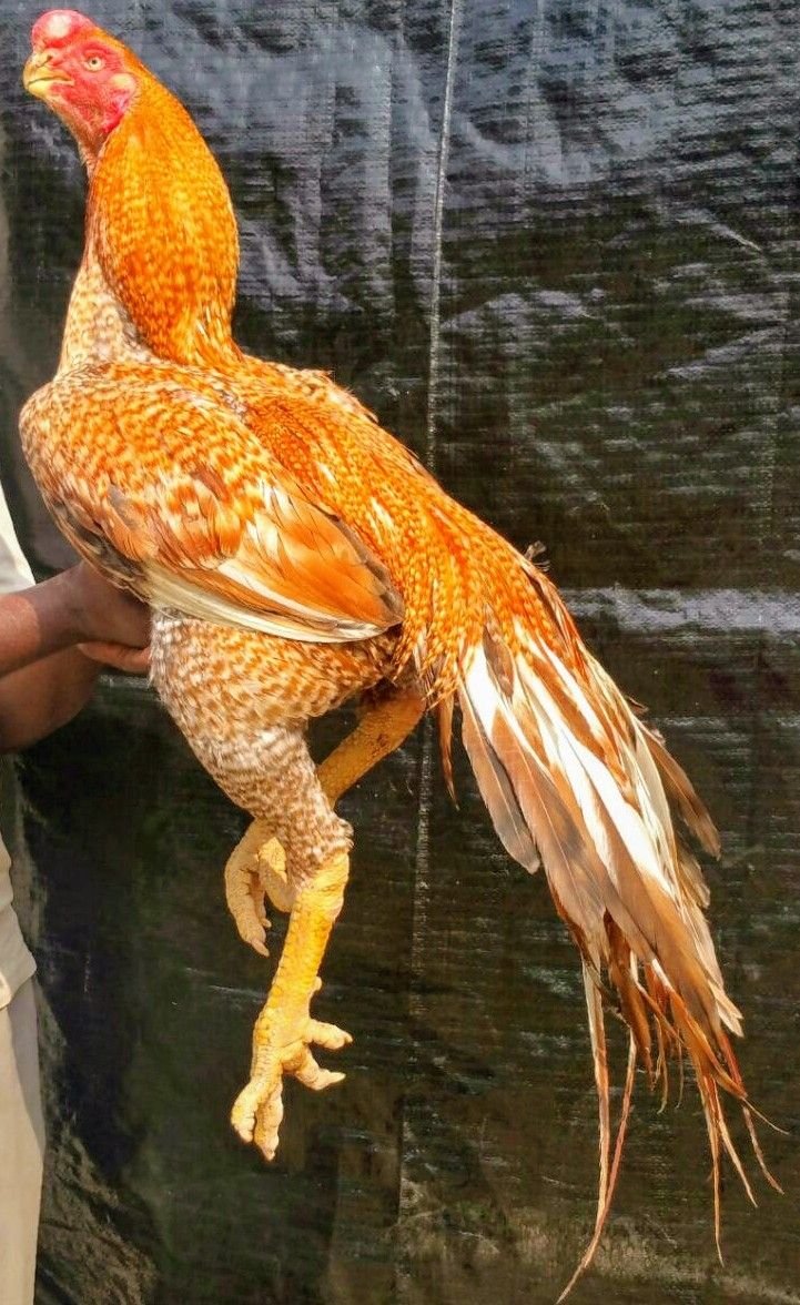 Куры породы га Донг Тао