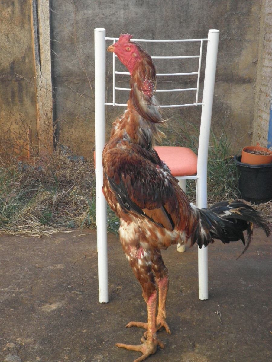 Брекель серебристый порода