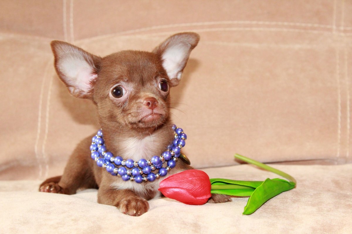 Чихуахуа Беби фейс