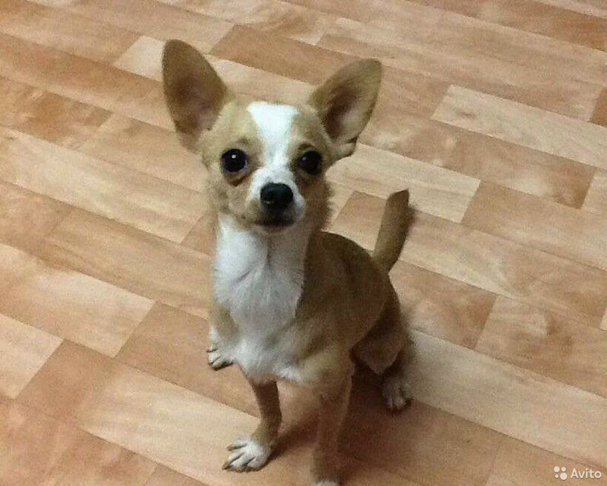 Помесь чихуахуа