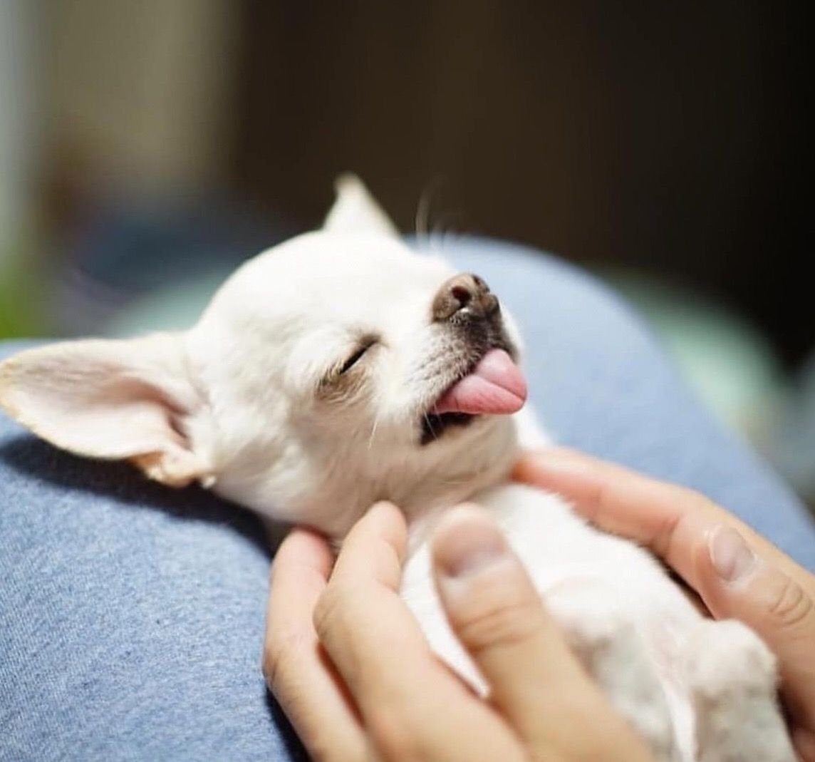 Чивини длинношерстная