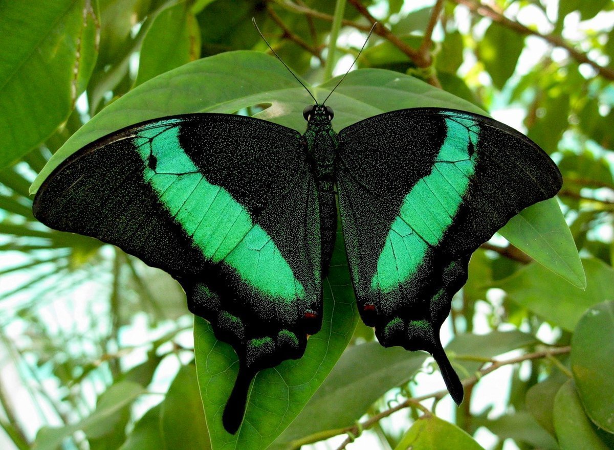 Бабочки Бразилии