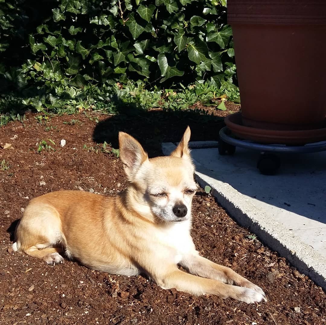 Метис шпица и чихуахуа