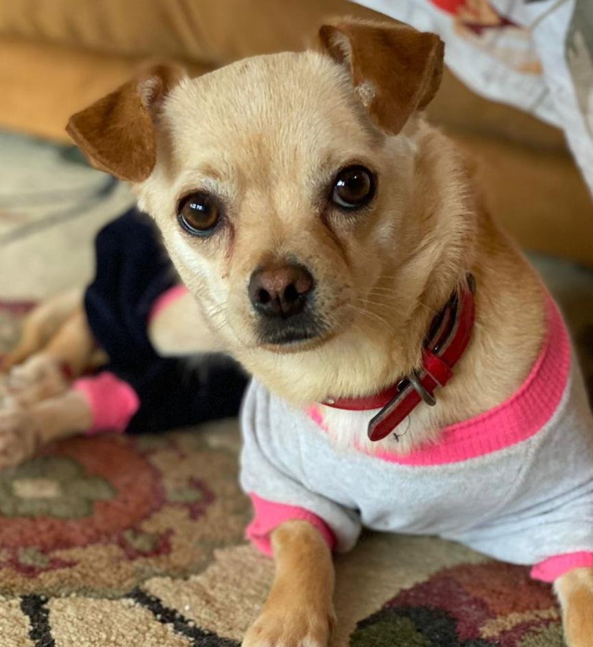 Смешные чихуахуа до слез