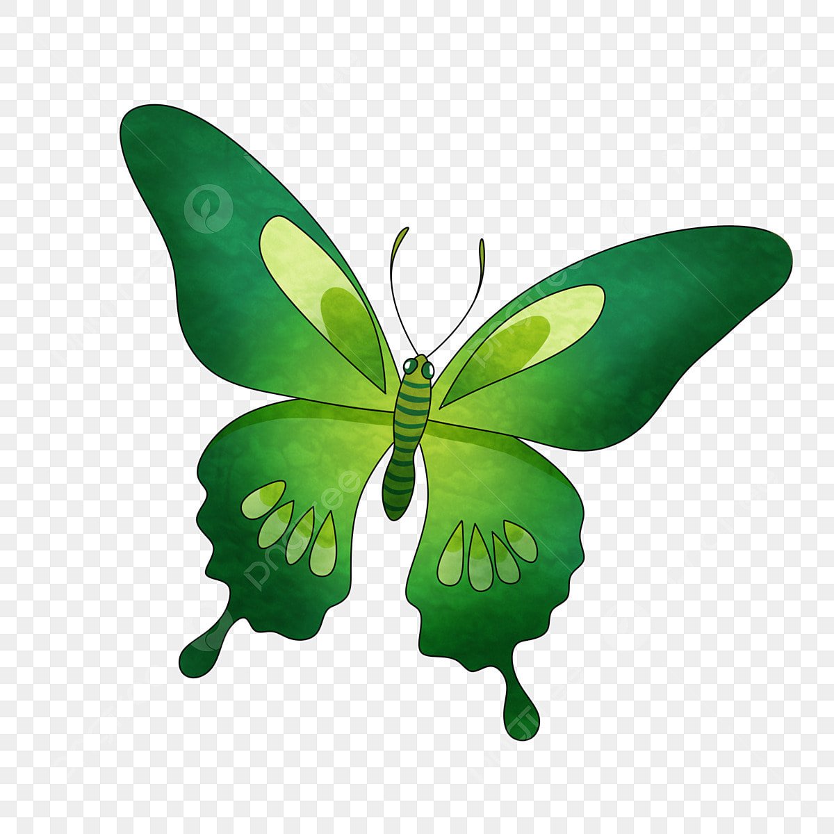 Горгеус бабочка