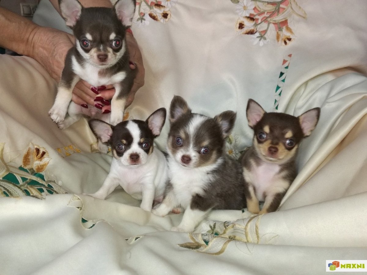 Хаски с чихуа дома