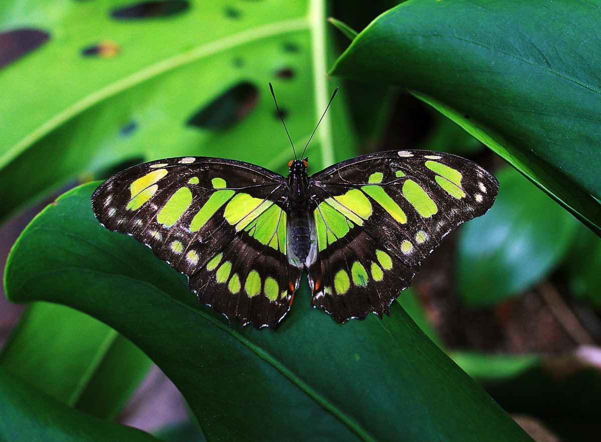 Бирюзовые бабочки