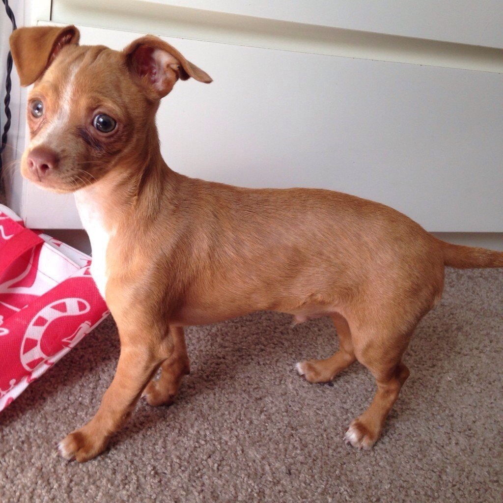 Питбуль и чихуахуа