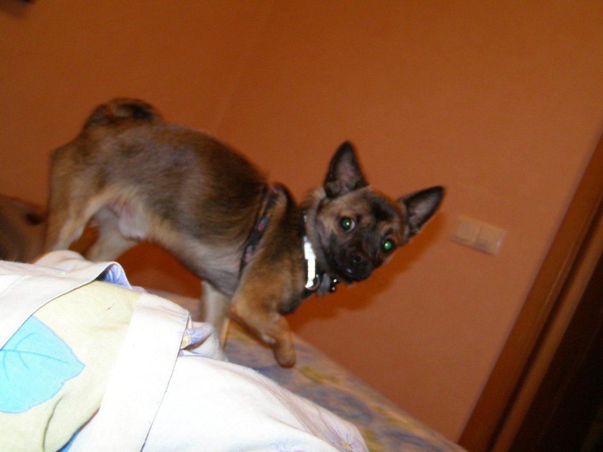 Папильон метис