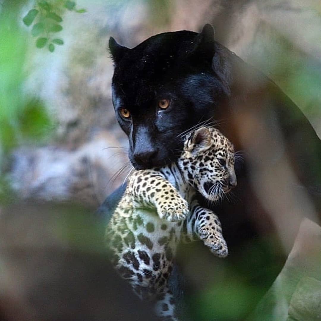 Картинки на рабочий стол с дикими животными