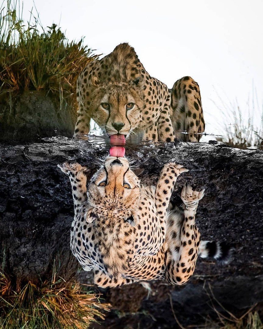 Пантера пятнистая