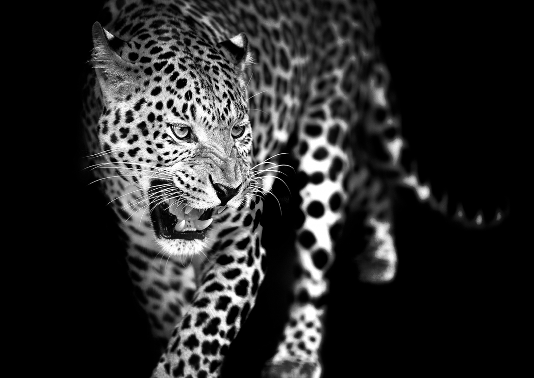 Леопард черно белый