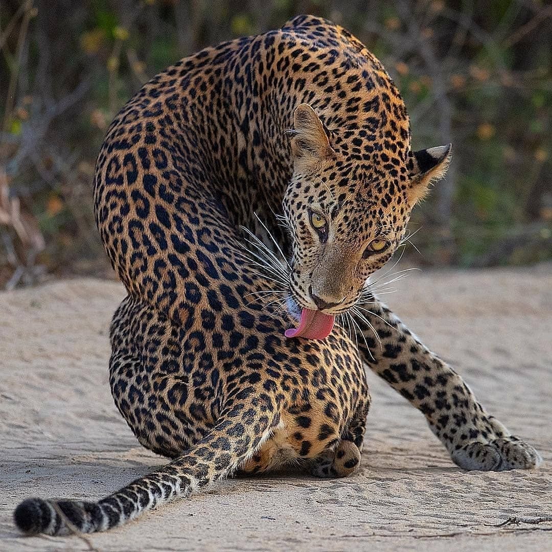 Яйца яванского леопарда