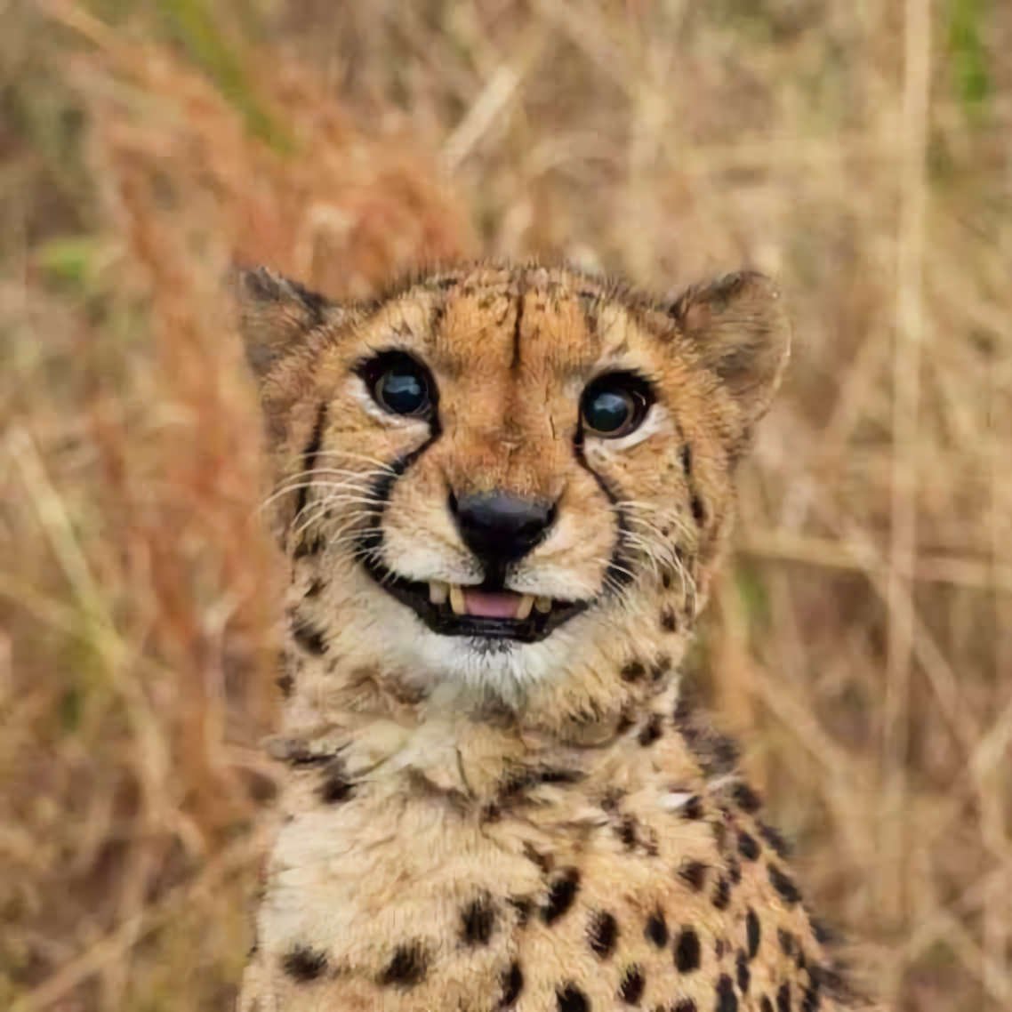 Гепард Дубай