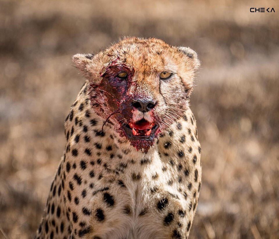 «Алмазная мозаика "пантера"»