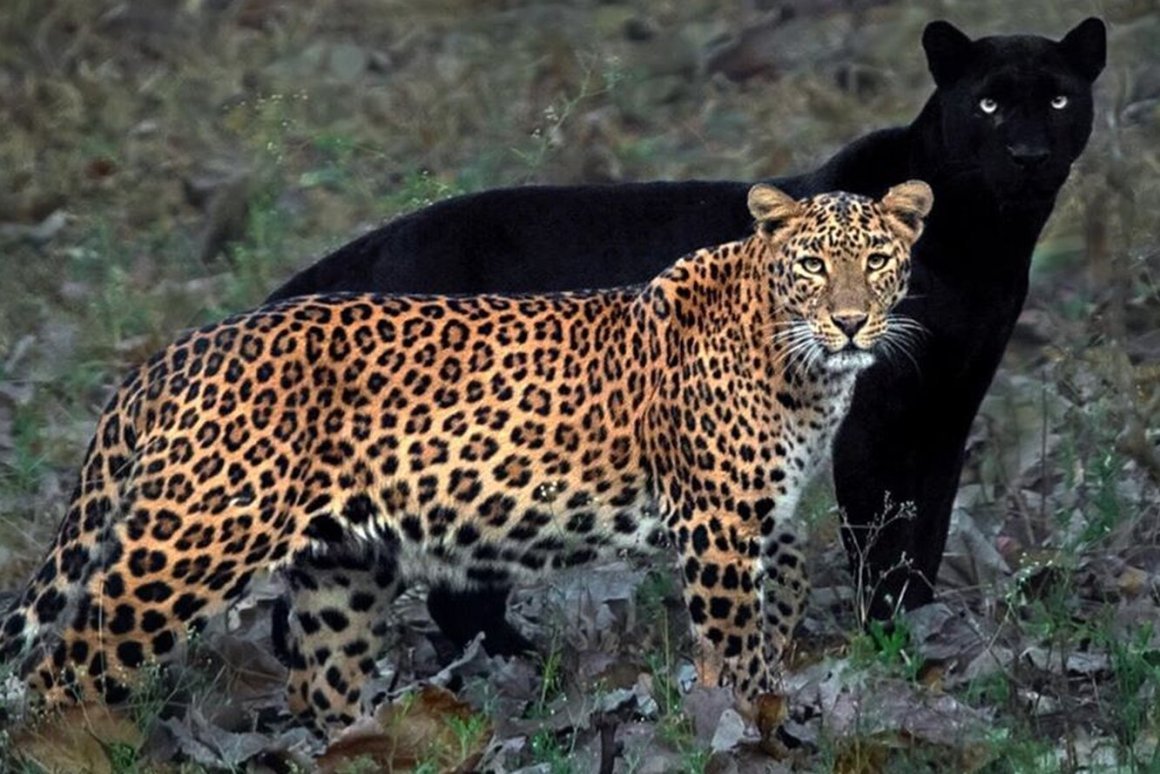 Пантера Ягуар гепард