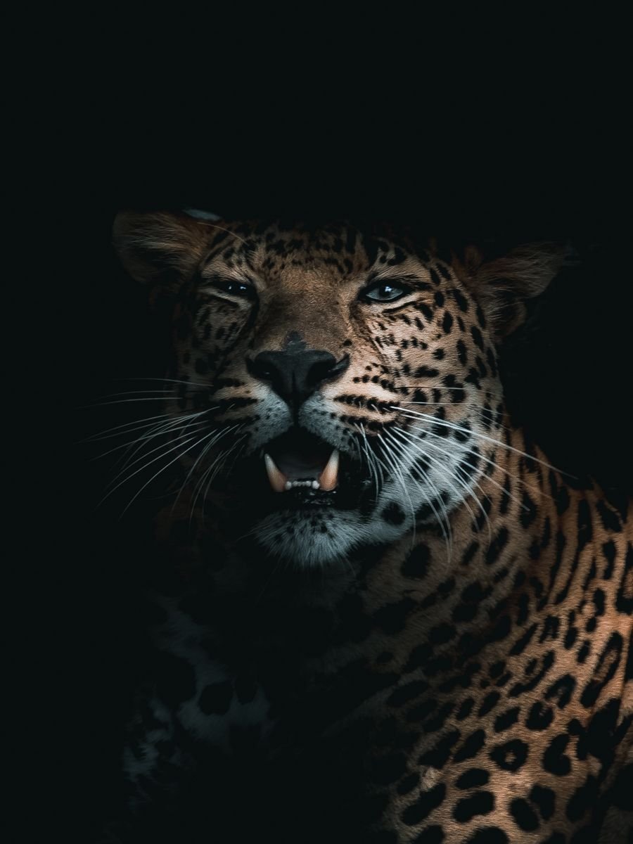 Черный гепард