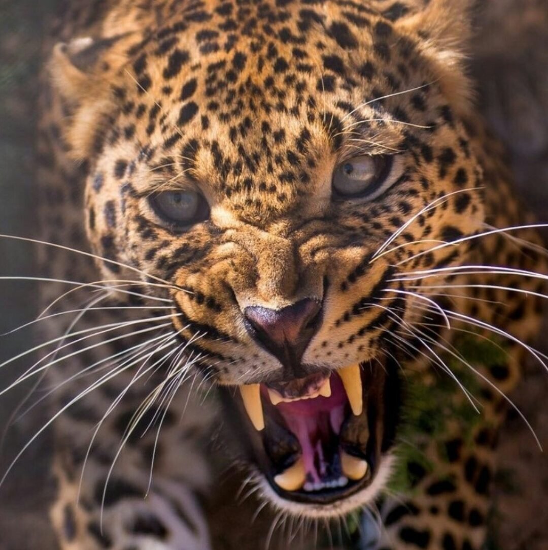 Черная пантера с короной