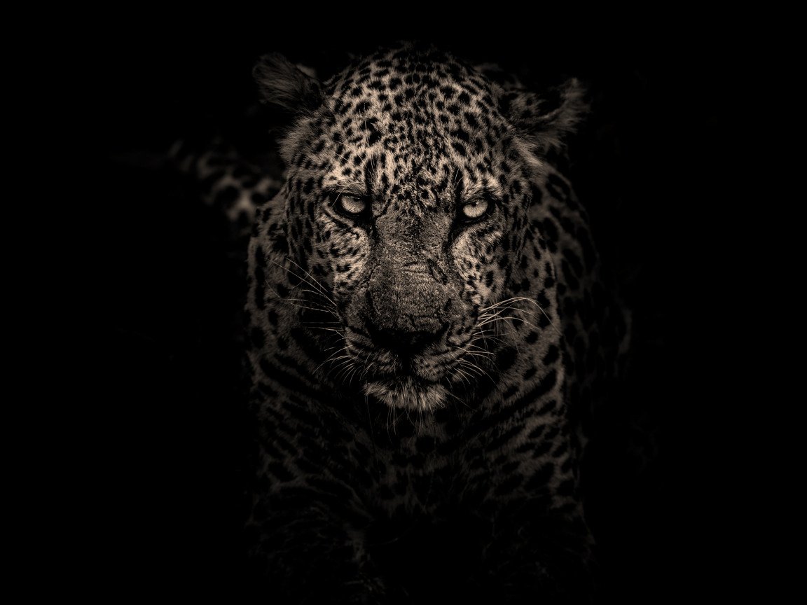 Оскал ягуара