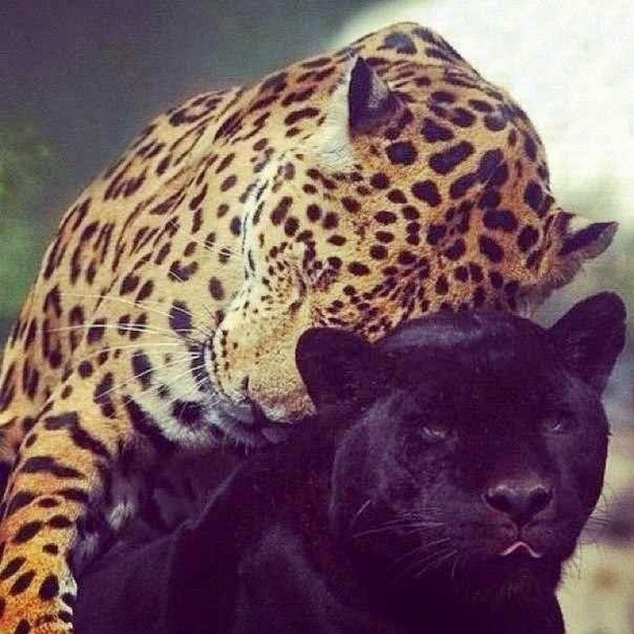 Леопард меланист