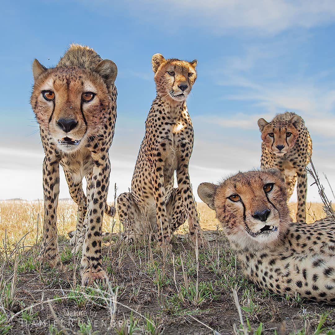 Прайд пантер