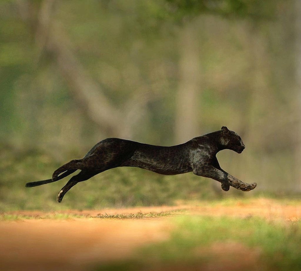 Кристен Керр Южная Африка