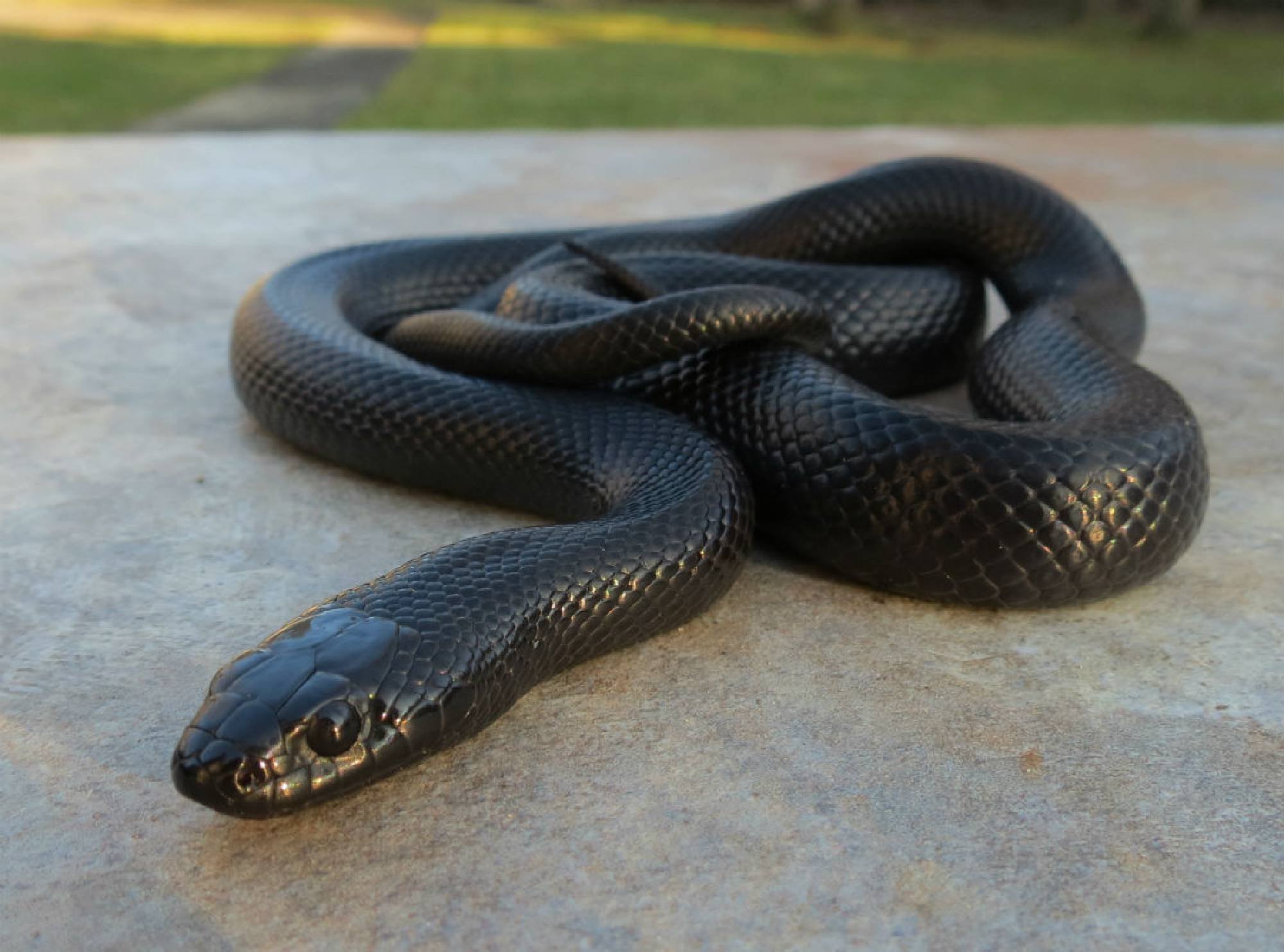 Черная вдова змея - 69 фото