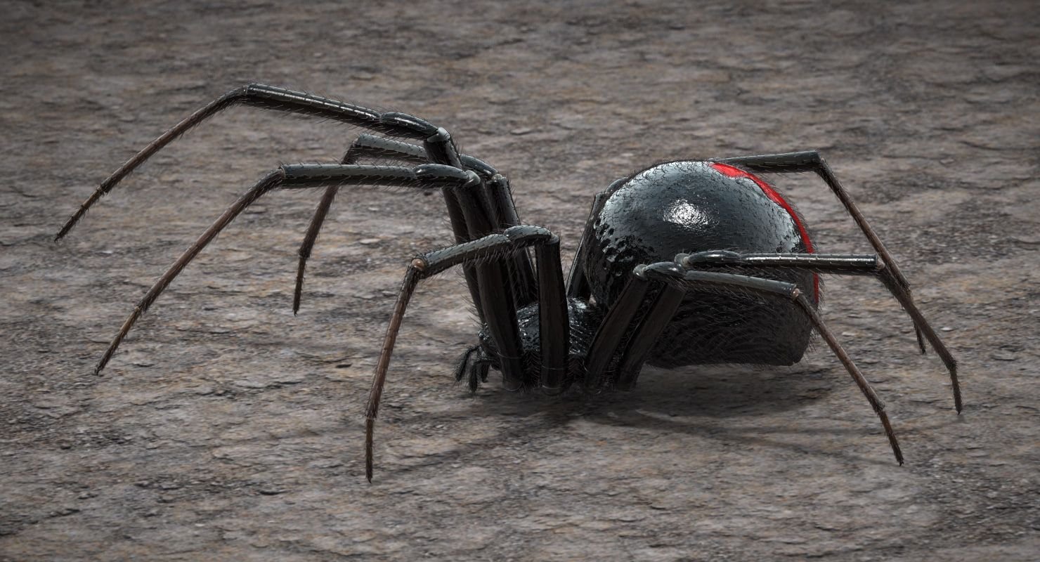 Человек паук вдова. Черная вдова паук. Самый опасный паук черная вдова. Паук 3д. 3d модель черной вдовы паук.