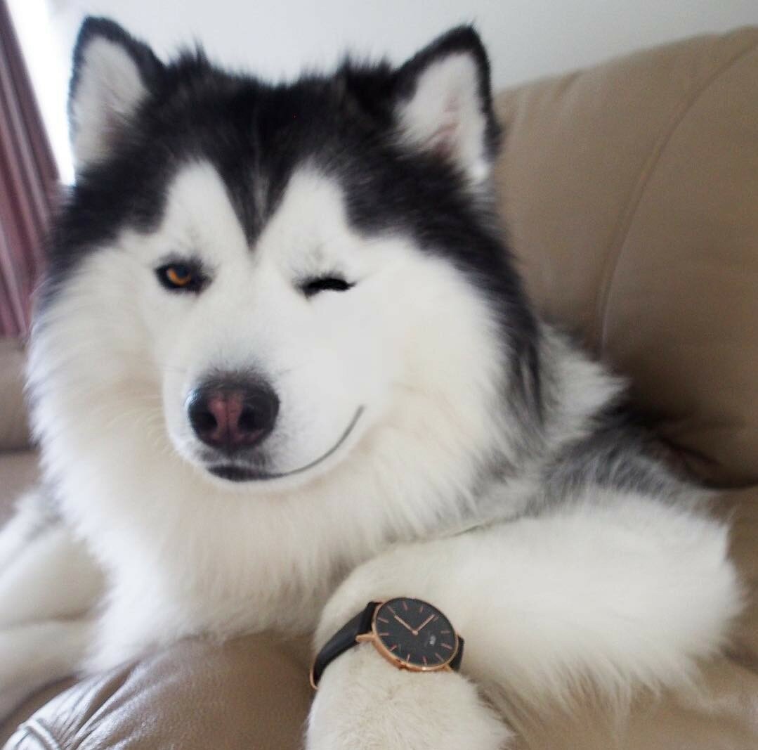 Аляскинский маламут белый