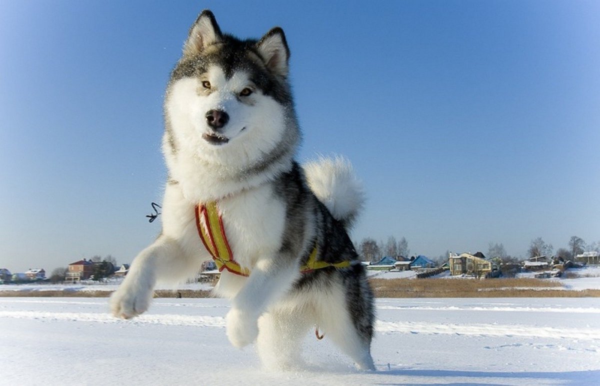 Шотландская хаски