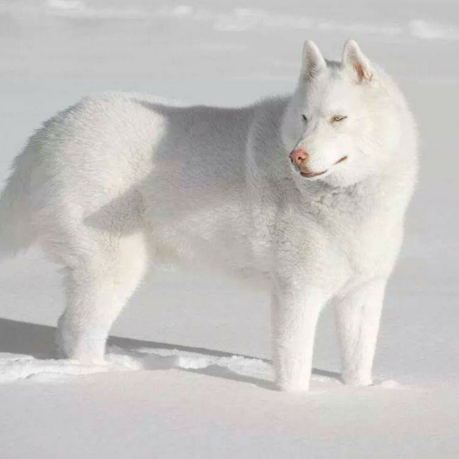 Маламут малыш