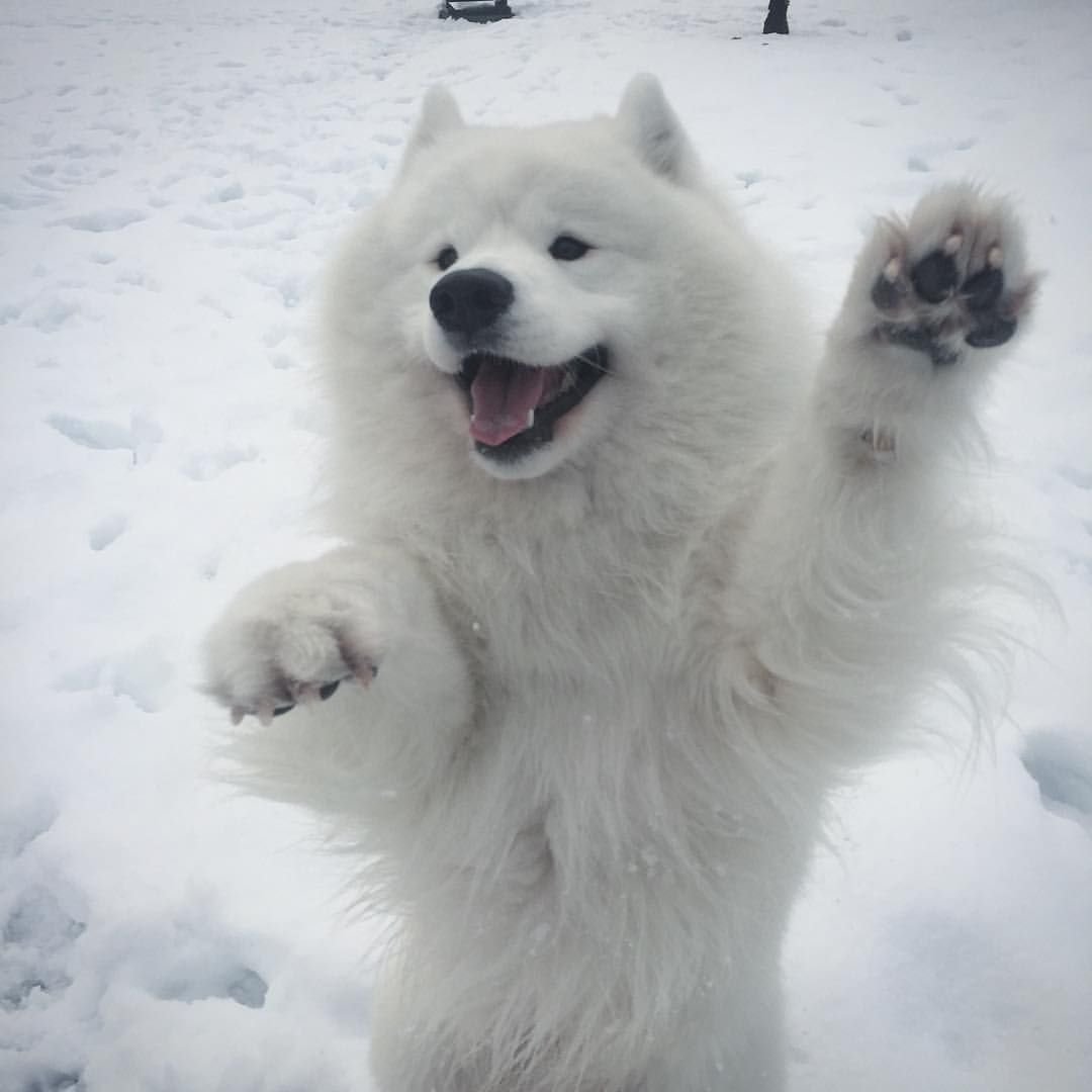 Аляскинский маламут рыжий