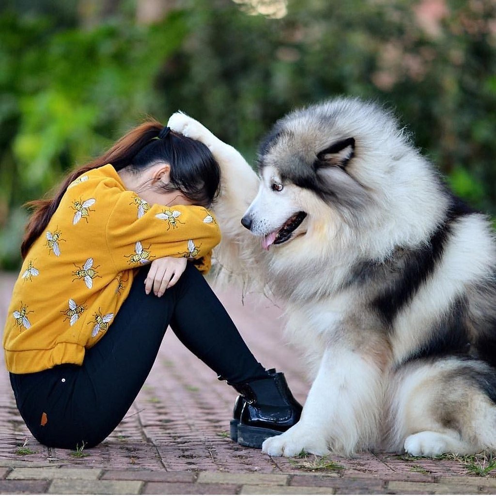 Маламут Аляскинский гигант