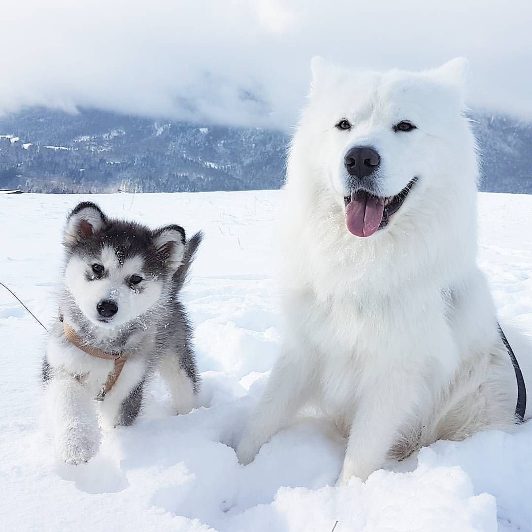 Аляскинский маламут
