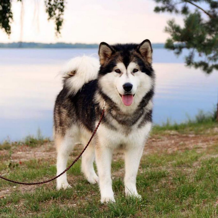 Хаски маламут цветы