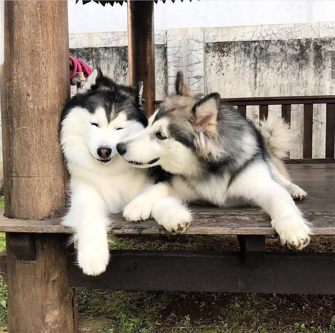 Аляскинский маламут