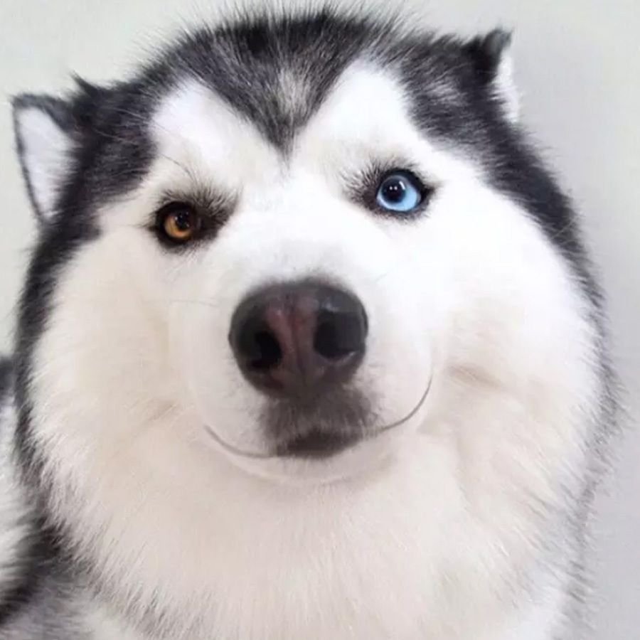 Хаски добрые