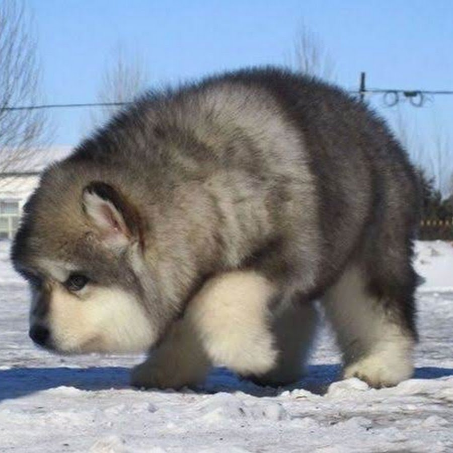 Маламут белый