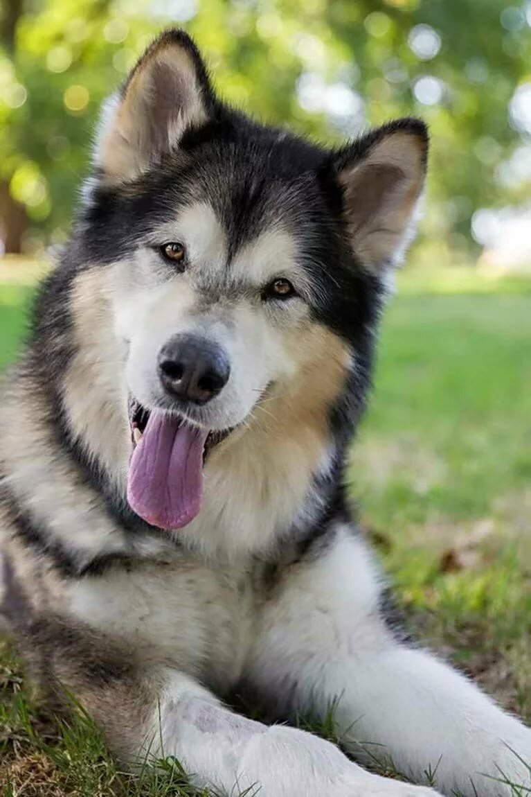 Аляскинский маламут серый