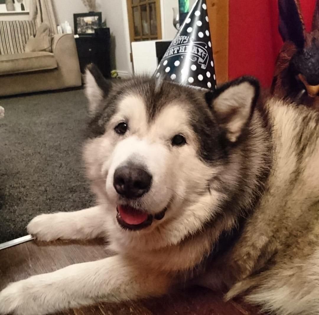 Аляскинский маламут и дети