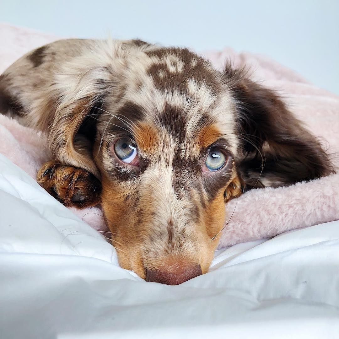 Мраморная такса с голубыми глазами