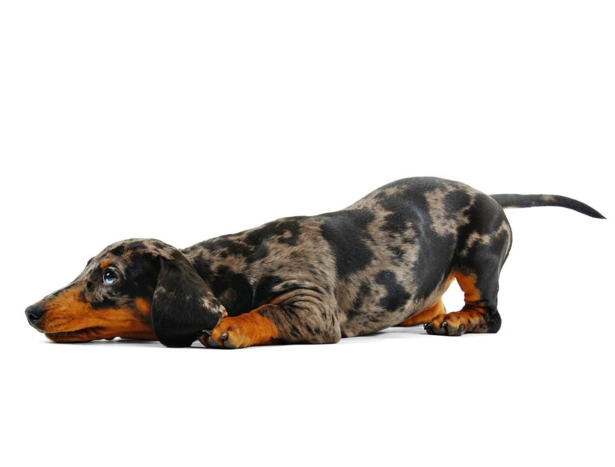 Карликовая такса мраморная щенок