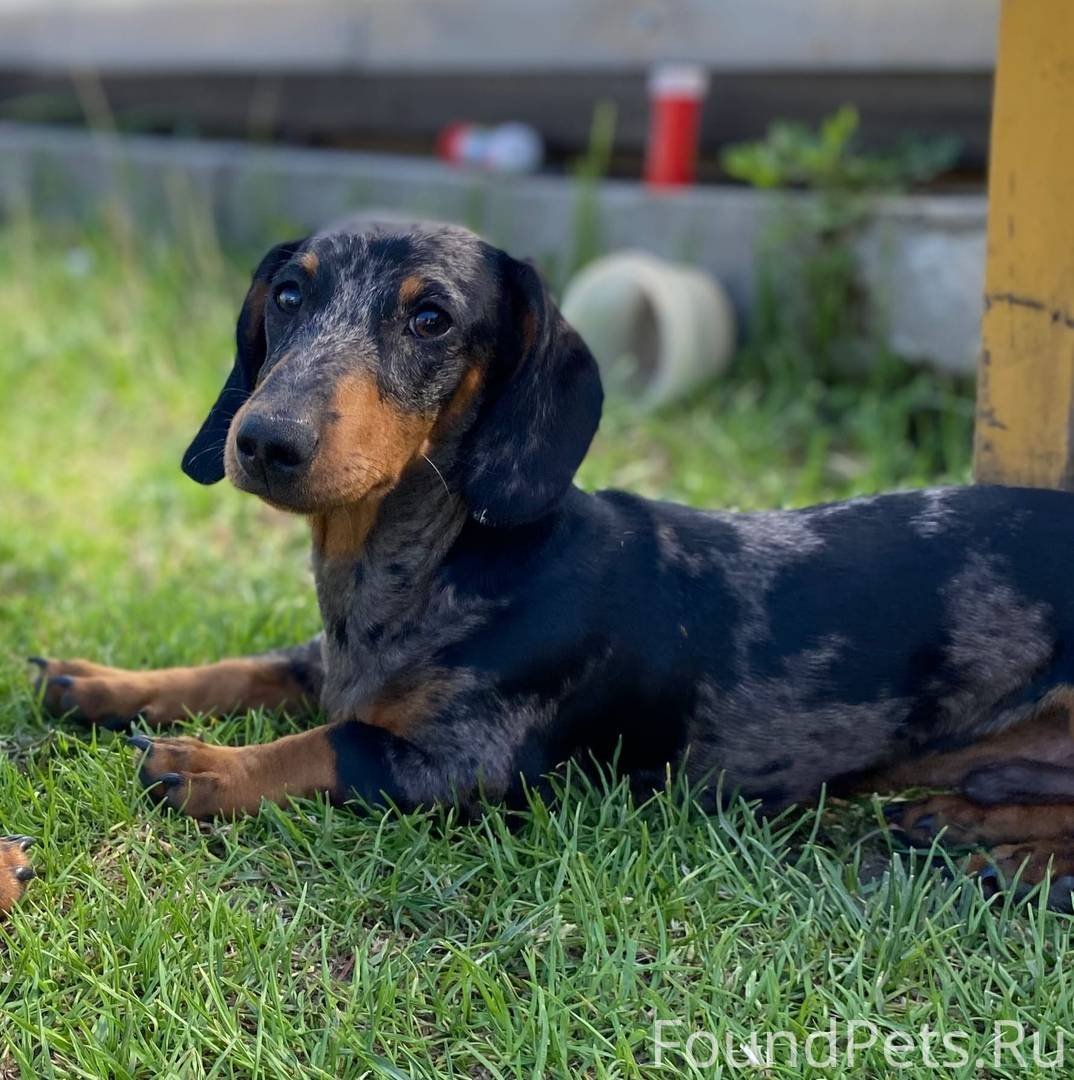 Такса мини кроличья