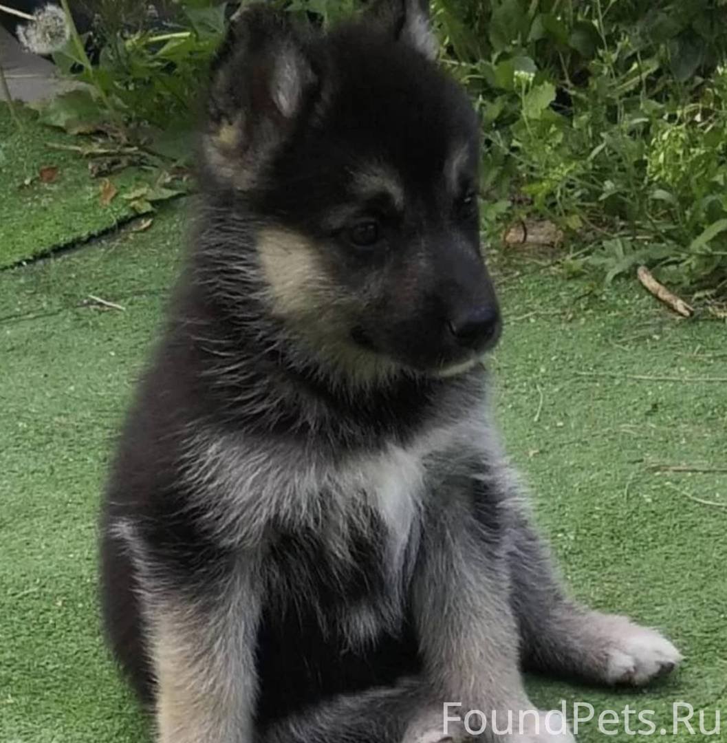 Сибирский хаски и немецкая овчарка